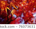 Autumn leaves of Iohamomoji (closeup) 76073631