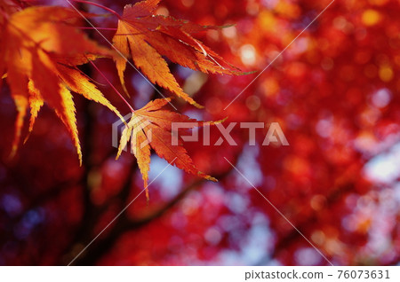 Autumn leaves of Iohamomoji (closeup) Autumn leaves of Iohamomoji (closeup) 76073631