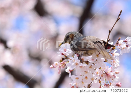 Cherry blossoms and bulbuls in full bloom Cherry blossoms and bulbuls in full bloom 76073922
