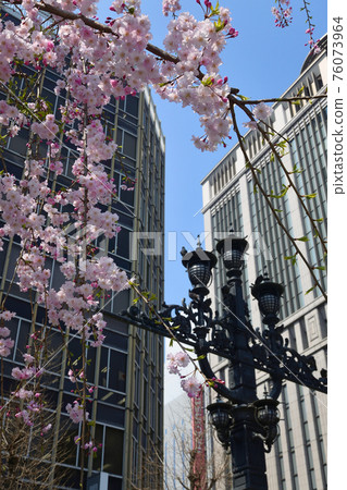 Nihonbashi, street lights and cherry blossoms 76073964