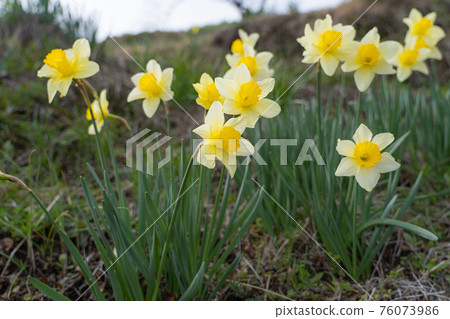 [Seasonal flowers] Narcissus blooming in early spring [Plants] 76073986