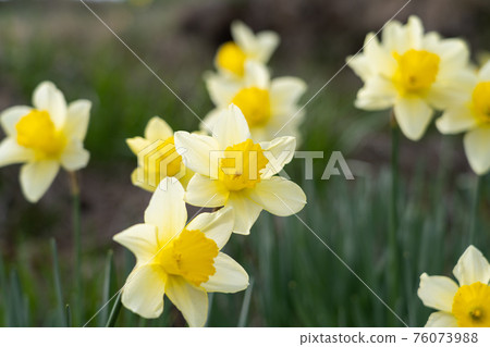 [Seasonal flowers] Narcissus blooming in early spring [Plants] 76073988