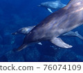 Flock of wild dolphins up 2 76074109