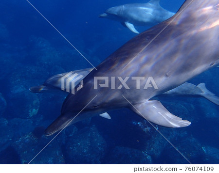 Flock of wild dolphins up 2 76074109