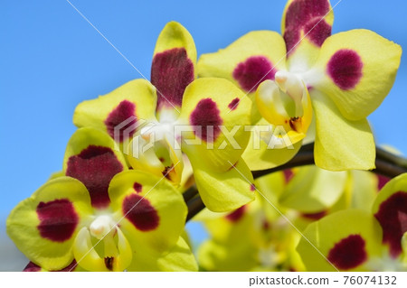 Phalaenopsis orchid  76074132