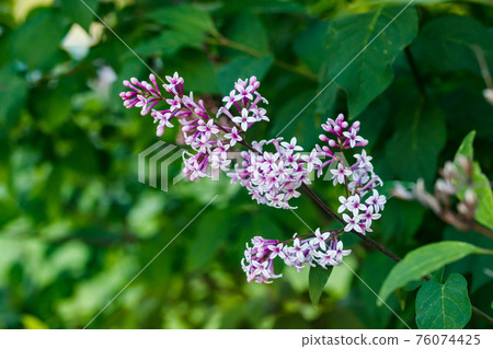 Beautiful lilac flowers blooming in the garden Beautiful lilac flowers blooming in the garden 76074425