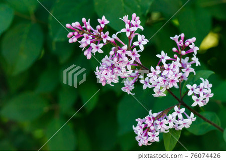 Beautiful lilac flowers blooming in the garden Beautiful lilac flowers blooming in the garden 76074426