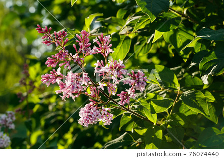 Beautiful lilac pink flowers blooming in the sunset Beautiful lilac pink flowers blooming in the sunset 76074440