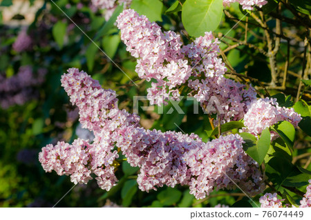 Beautiful lilac pink flowers blooming in the garden 76074449