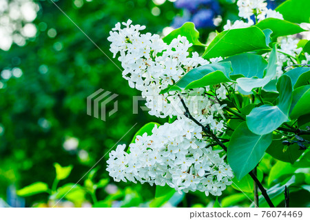 Beautiful lilac white flowers blooming in the garden 76074469