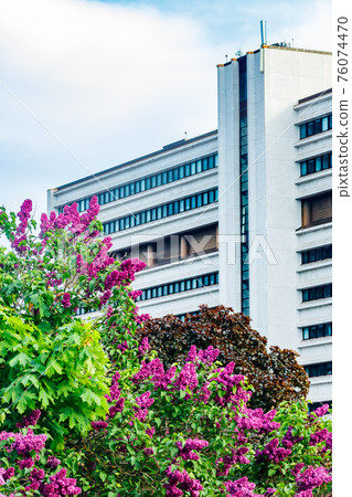 Beautiful lilac purple flowers blooming in the city 76074470