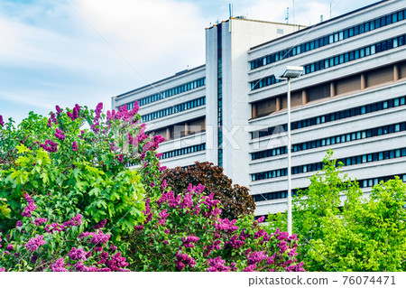 Beautiful lilac purple flowers blooming in the city 76074471
