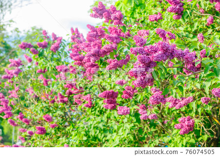Beautiful lilac purple flowers blooming in the garden Beautiful lilac purple flowers blooming in the garden 76074505
