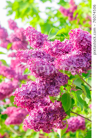 Beautiful lilac purple flowers blooming in the garden Beautiful lilac purple flowers blooming in the garden 76074506