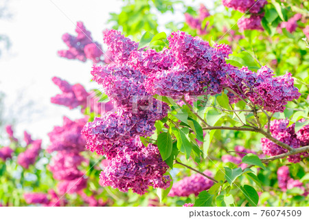 Beautiful lilac purple flowers blooming in the garden Beautiful lilac purple flowers blooming in the garden 76074509