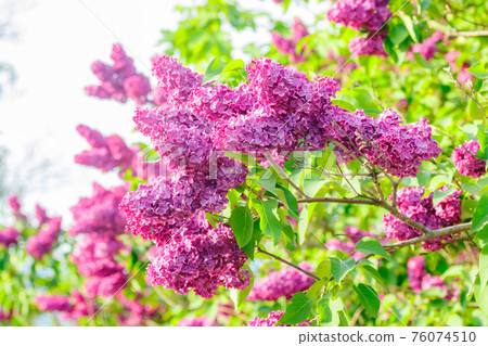 Beautiful lilac purple flowers blooming in the garden Beautiful lilac purple flowers blooming in the garden 76074510