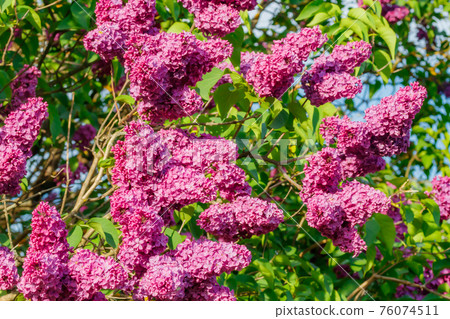 Beautiful lilac purple flowers blooming in the garden Beautiful lilac purple flowers blooming in the garden 76074511