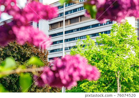Beautiful lilac purple flowers blooming in the city 76074520