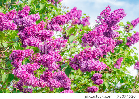Beautiful lilac purple flowers blooming in the garden Beautiful lilac purple flowers blooming in the garden 76074526