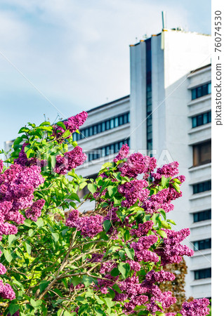 Beautiful lilac purple flowers blooming in the city 76074530