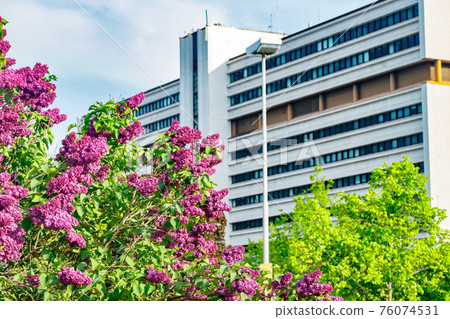 Beautiful lilac purple flowers blooming in the city 76074531