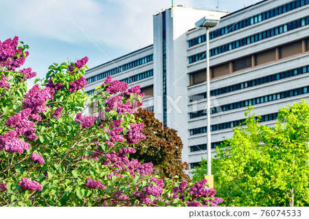 Beautiful lilac purple flowers blooming in the city 76074533