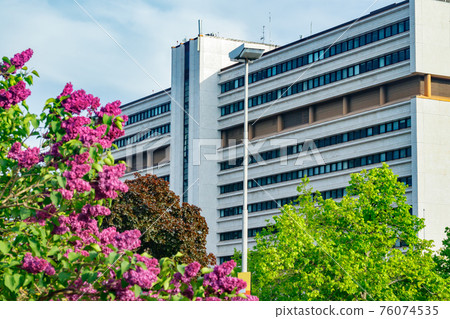 Beautiful lilac purple flowers blooming in the city 76074535