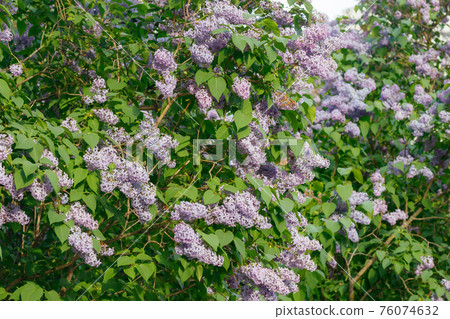 Beautiful lilac flowers blooming in the garden Beautiful lilac flowers blooming in the garden 76074632