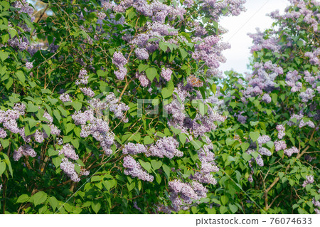 Beautiful lilac flowers blooming in the garden Beautiful lilac flowers blooming in the garden 76074633