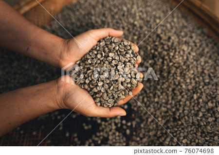 Hands are sorting quality coffee beans 76074698