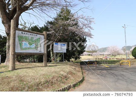 石岡市柏原公園的櫻花 76074793
