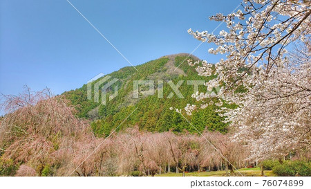 櫻花和山 76074899