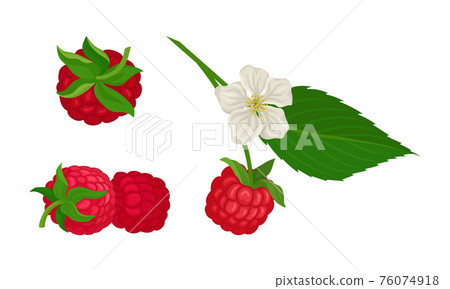 Ripe and Juicy Red Raspberry as Edible Fruit with Sweet Flavor Vector Set 76074918