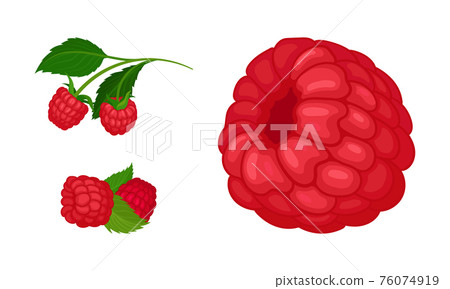 Ripe and Juicy Red Raspberry as Edible Fruit with Sweet Flavor Vector Set 76074919