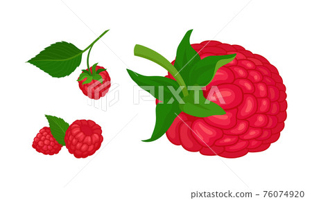 Ripe and Juicy Red Raspberry as Edible Fruit with Sweet Flavor Vector Set 76074920