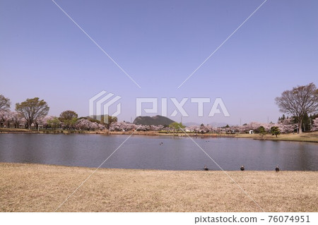石岡市柏原池公園的櫻花盛開 石岡市柏原池公園的櫻花盛開 76074951