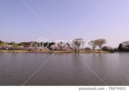 石岡市柏原池公園的櫻花盛開 石岡市柏原池公園的櫻花盛開 76074952