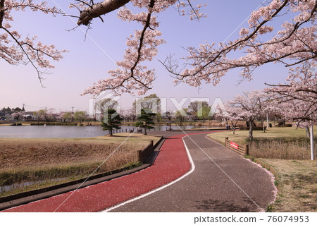 石岡市柏原池公園的櫻花盛開 76074953