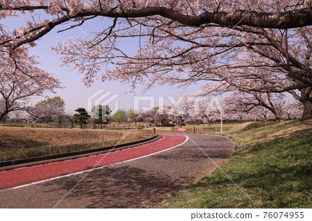 石岡市柏原池公園的櫻花盛開 石岡市柏原池公園的櫻花盛開 76074955