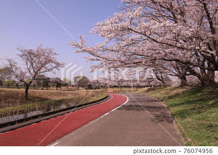 石岡市柏原池公園的櫻花盛開 石岡市柏原池公園的櫻花盛開 76074956