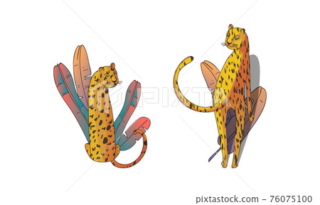 Spotted Leopard with Yellowish Skin and Long Body Sitting in Tropical Leaves Vector Set Spotted Leopard with Yellowish Skin and Long Body Sitting in Tropical Leaves Vector Set 76075100