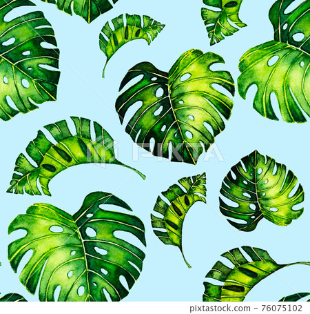 Seamless pattern of leaves monstera. Tropical leaves of palm tree. background. Seamless pattern of leaves monstera. Tropical leaves of palm tree. background. 76075102