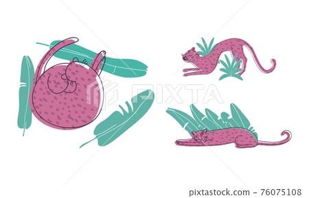 Purple Leopard with Dark Spots on Fur Cuddling and Lying in Tropical Leaves Vector Set 76075108