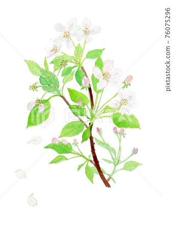 蘋果花 蘋果花 76075296