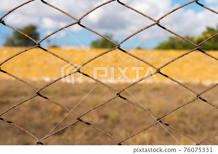 rusty metal fence mesh close-up on the background of the field in summer 76075331