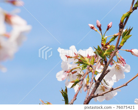 Sakura cherry blossom viewing 76075421