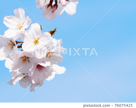 Sakura cherry blossom viewing 76075425