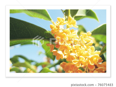 Film photo nostalgia Kanagi 犀 76075483