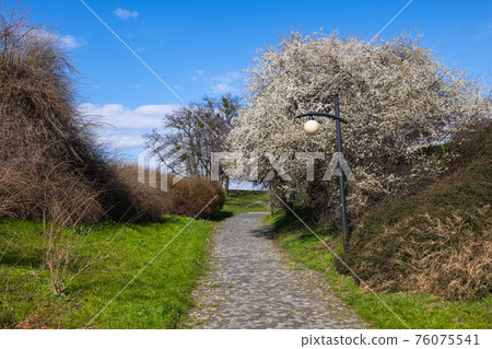 Spring In Park Spring In Park 76075541