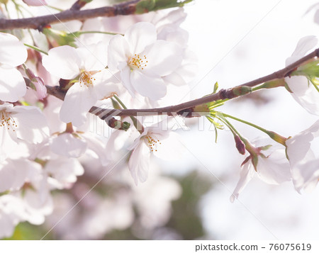 Sakura cherry blossom viewing Sakura cherry blossom viewing 76075619